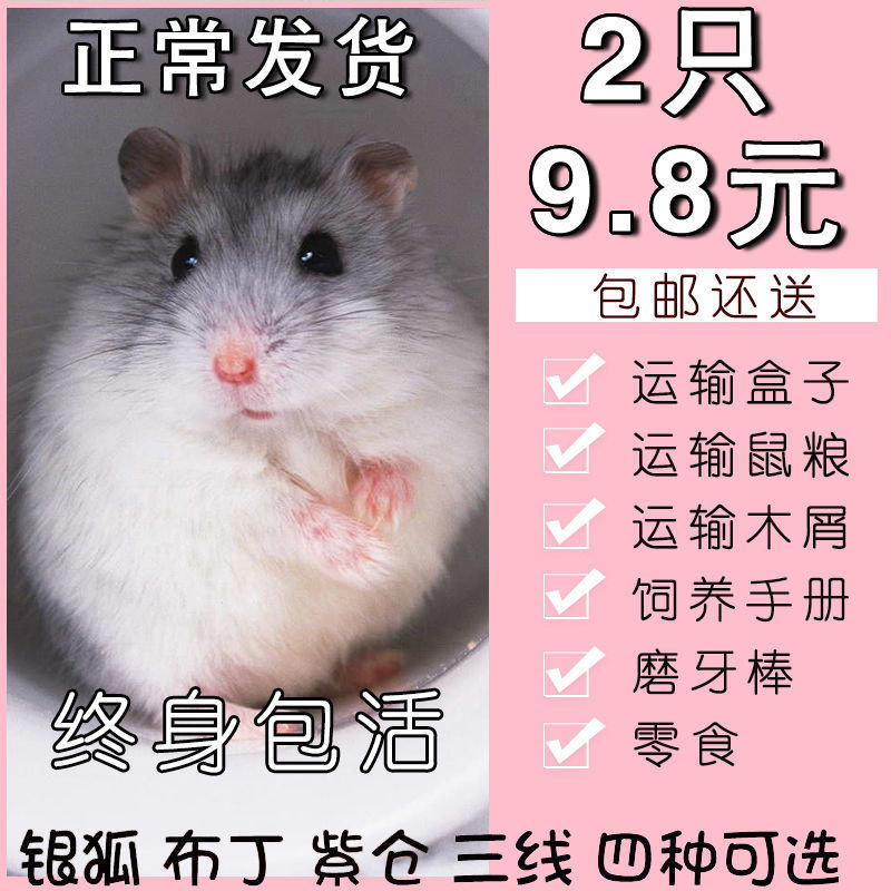 小仓鼠活物已打疫苗活体一对情侣送笼子三线银狐长毛金丝熊小宠物,宠物/宠物食品及用品,笼子,淘宝优惠券,粉丝福利购,淘宝优惠卷