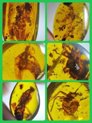 名琥堂缅甸琥珀虫珀收藏