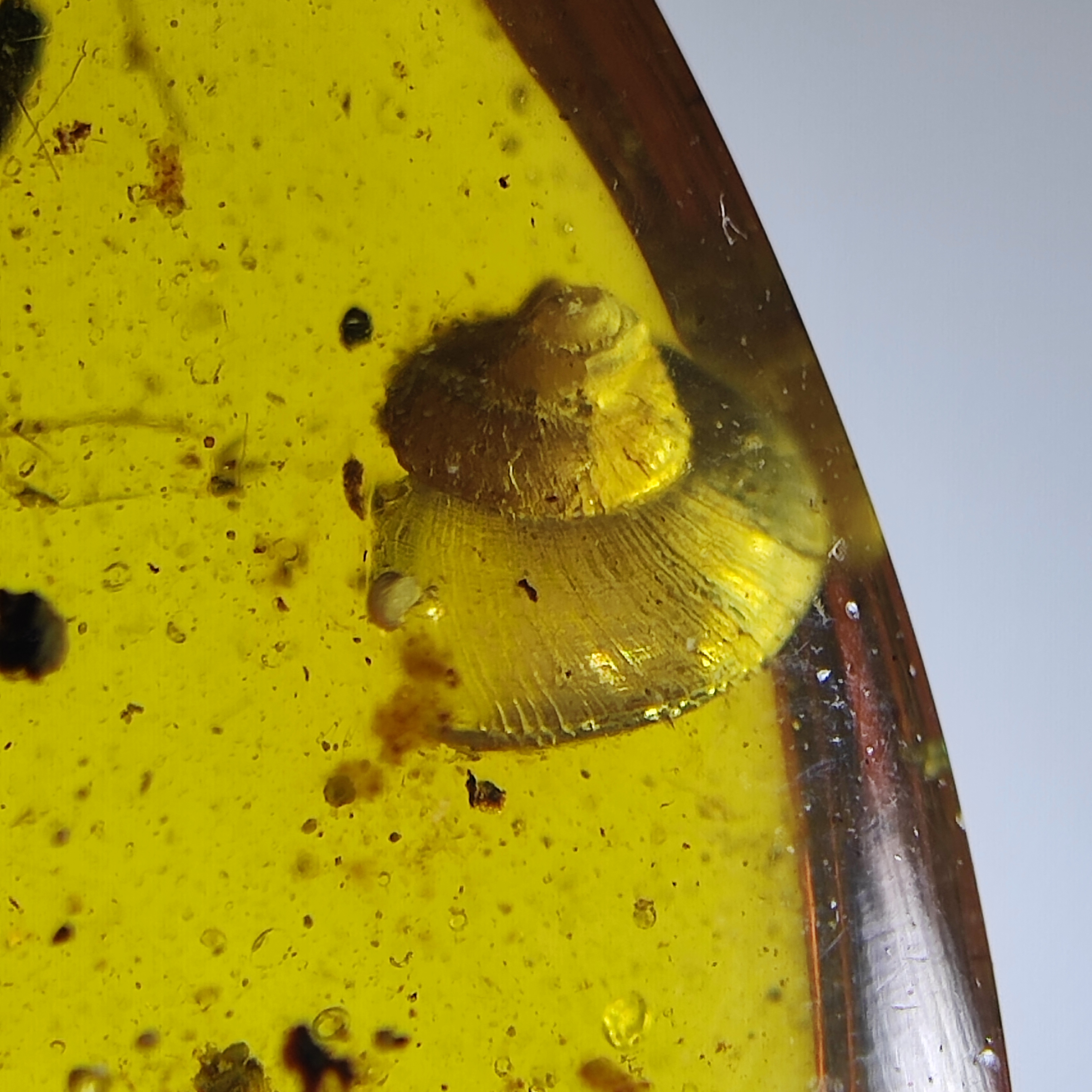 漂亮蜗牛名琥堂天然缅甸琥珀化石