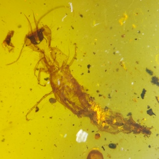 蛇蛉羽化蜕皮名琥堂天然缅甸琥珀化石