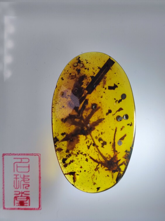 带根小苗名琥堂天然缅甸琥珀化石虫珀植物珀带证书收藏