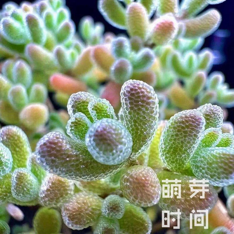 冰晶种子 枝干番杏种孑种籽多肉播种植物稀有发芽好盆栽育苗盆土