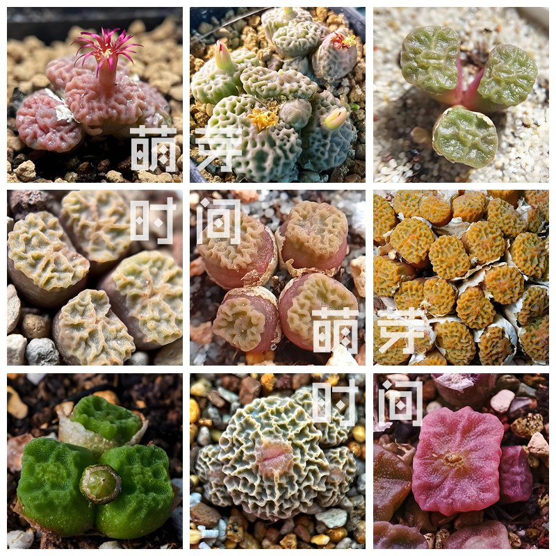烧卖肉锥花种子 烧麦混合种孑种籽番杏科多肉播种植物盆栽发芽好