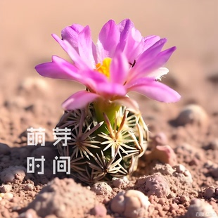 紫王子仙人球种子 种孑种籽仙人掌科松球属多肉播种育苗稀有发芽