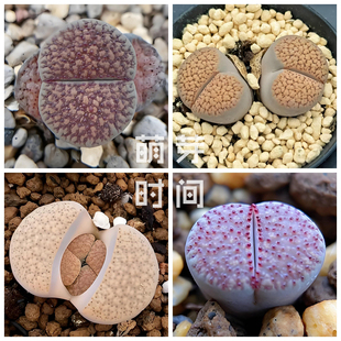朝贡玉生石花种子 混合种孑种籽番杏科多肉播种植物盆栽发芽石头