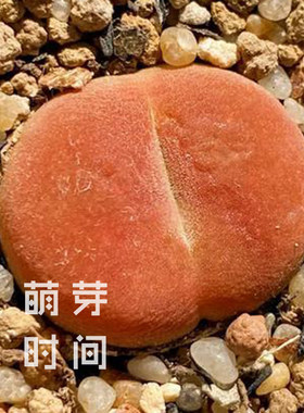 水蜜桃肉锥花种子 1430.5种孑种籽番杏科多肉播种植物毛汉尼稀有