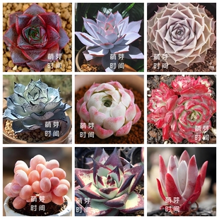 景天科多肉种子 麦秆熊童子广寒宫种孑种籽稀有混合种植播种合集