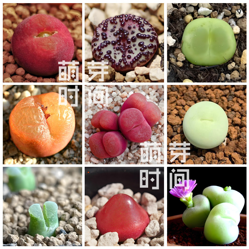 肉锥花属番杏科多肉种子 灯泡风铃玉毛汉尼安珍勋章混合播种合集