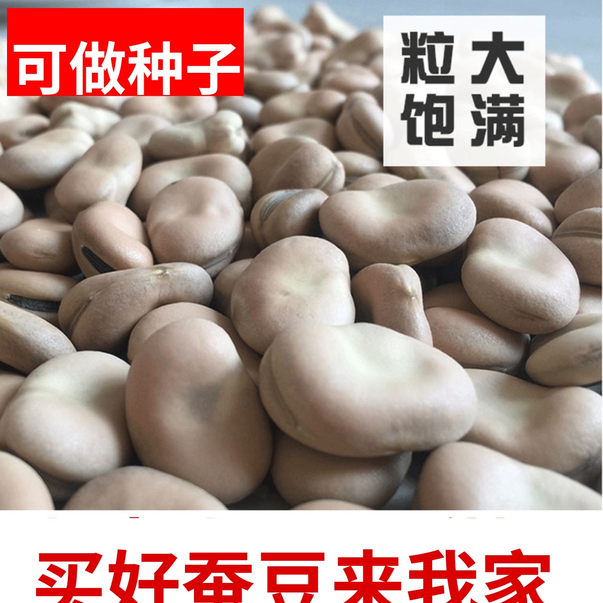 斤装可发芽小袋蚕豆种子五谷杂粮