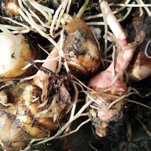 江苏常州金坛特产农家正宗建昌红香芋当天现挖红芽芋艿新鲜软糯香