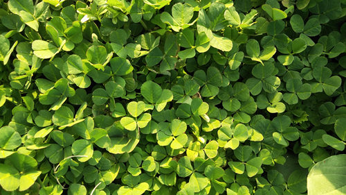 新鲜农家产野生酒香草头金花菜苜蓿菜央草时令蔬菜500g满3份包邮