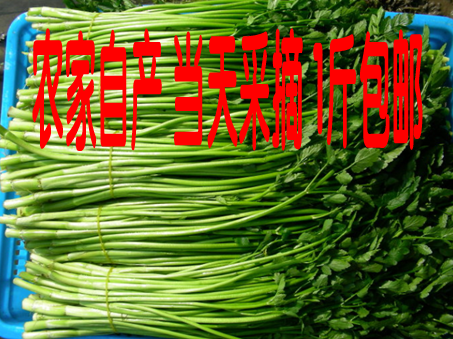 新鲜蔬菜野水芹菜小叶农家自种