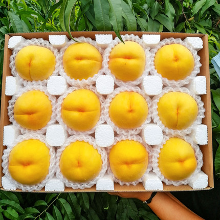 黄桃新鲜山东蒙阴时令当季孕妇水果5斤整箱桃子应季水果