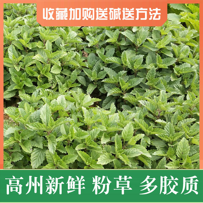 三斤一份当天摘当天发货绿凉粉原料农家自种新鲜凉粉草烧仙草