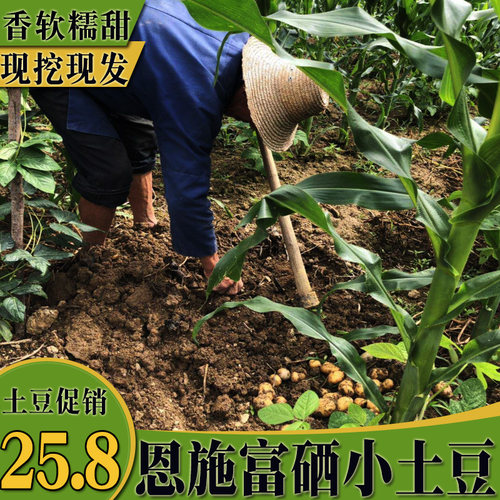 富硒恩施高山马尔科农产品