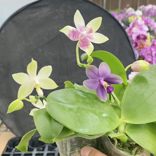 1314三颗一组原生1.7杯