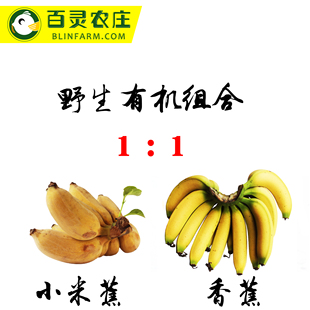 热带野生粉蕉奶蕉米蕉加有机肥香蕉生鲜母婴水果组合包邮