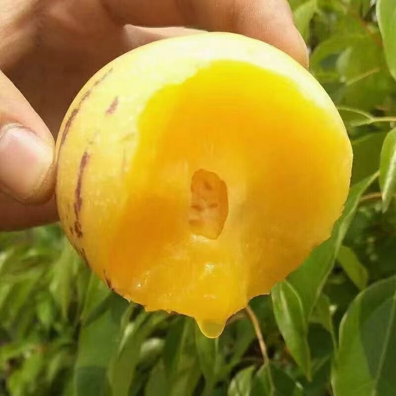 云南石林人参果整箱8斤特果新鲜水果黄心圆果大果北京发货