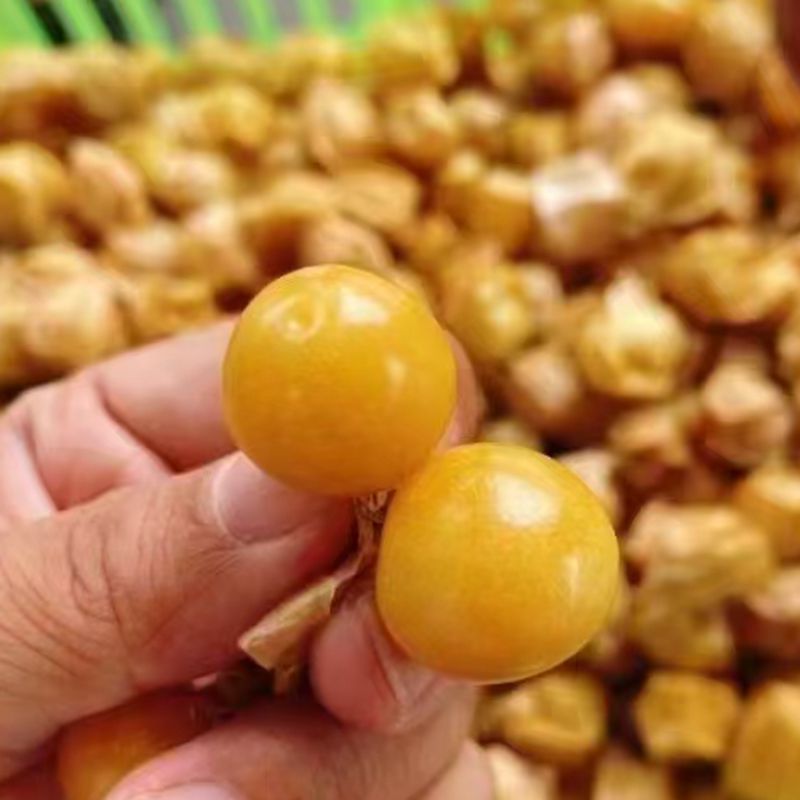 东北姑娘果灯笼果新鲜当季水果姑鸟黄菇娘果3斤顺丰北京发
