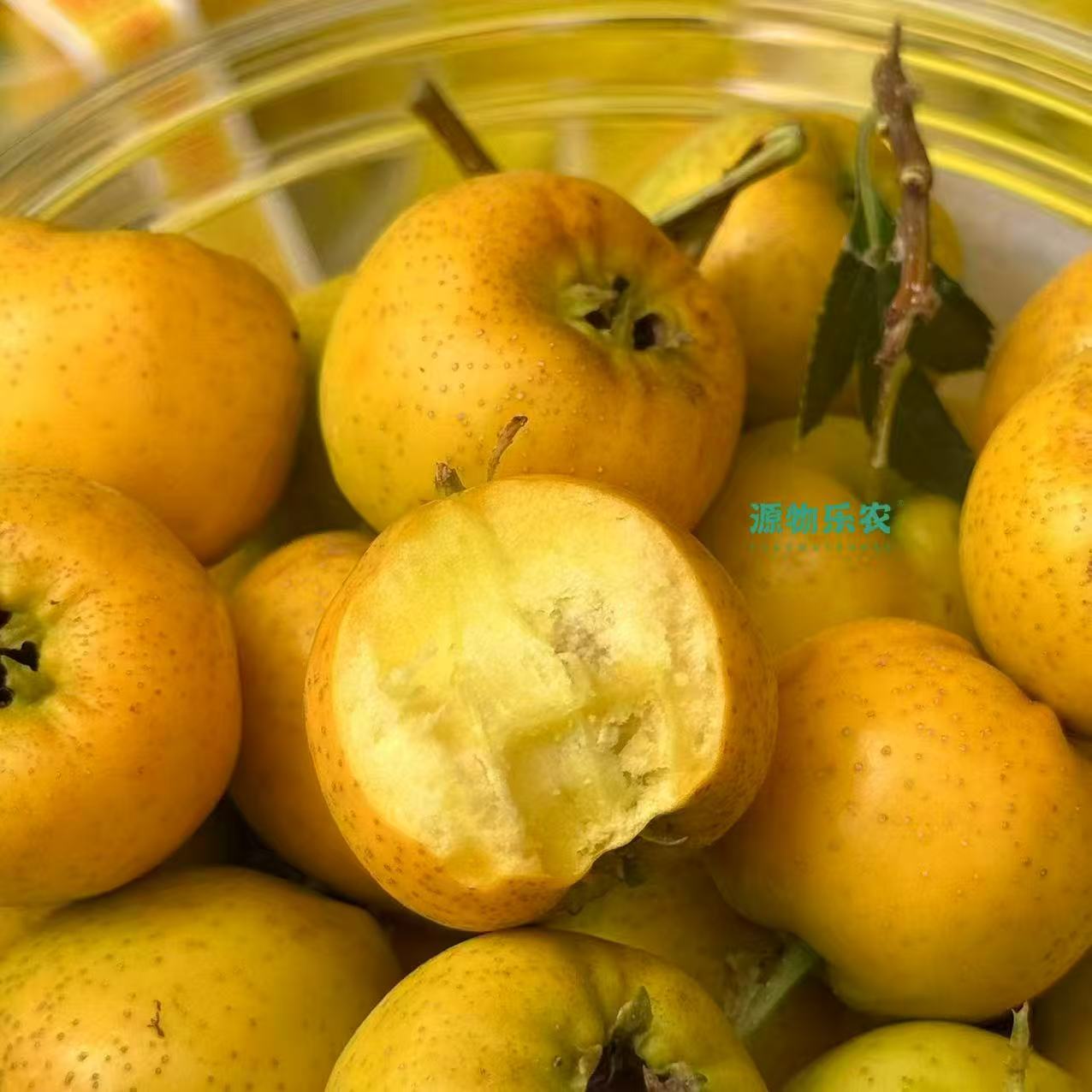 2025新鲜当季水果临沂黄山楂软面甜山楂小桶装顺丰北京发