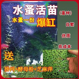 洄水蚤鱼苗繁殖鱼虫红虫水虱子冰卵冻鱼食饲兰料寿鱼苗幼苗开口虫