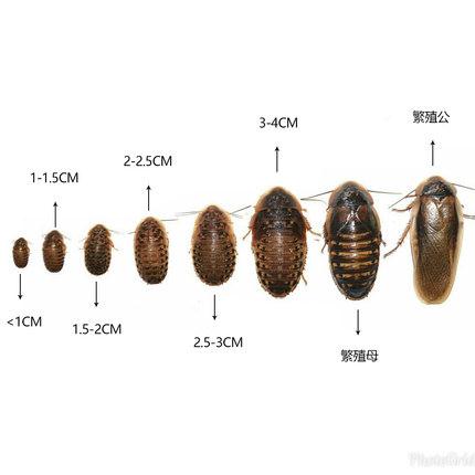 杜比亚蟑螂繁殖组幼体绿色守宫龙鱼活饵饲料新宠鸟类养殖营养活体