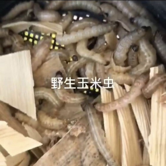 玉米虫自然生非葡萄蜜活体鸟食大其它宠物