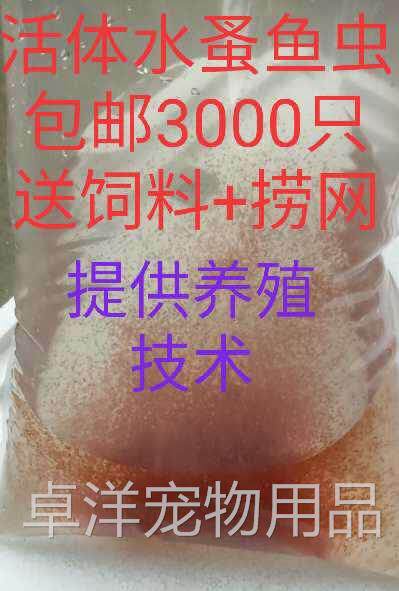水蚤种可繁殖 自家养殖繁殖干净无菌高蛋白幼鱼鱼苗的开口活饲料