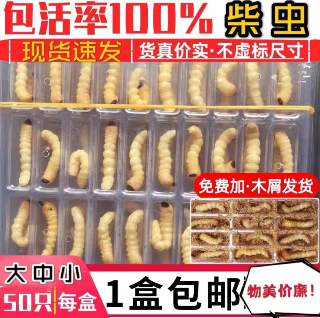 柴虫活虫松树虫鸟食斗鸟比赛壮膘提性食用虫野生大小头柴虫子斗米