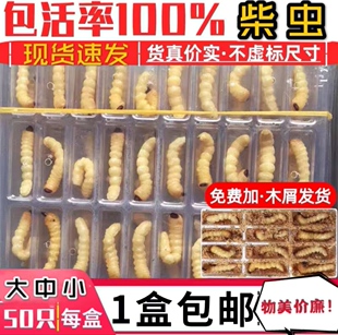 柴虫活虫松树虫鸟食斗鸟比赛壮膘提性食用虫野生大小头柴虫子斗米