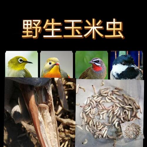 玉米虫天然麦子虫麻根虫葡萄密幼虫钓饵鸟食大蜡螟填雏子鱼饵鸟食