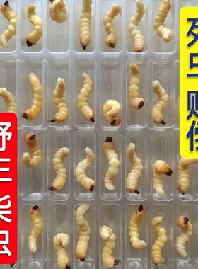 野生大小头柴虫活虫壮膘肥体提性斗嘴柴虫子新鲜天牛幼虫画眉木屑