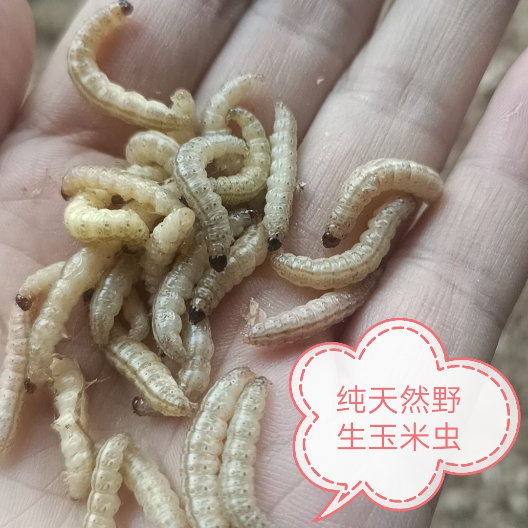 玉米虫野生非葡萄蜜活体宠物鸟食守宫蜥蜴蜡螟幼体麦子虫钓饵红嘴