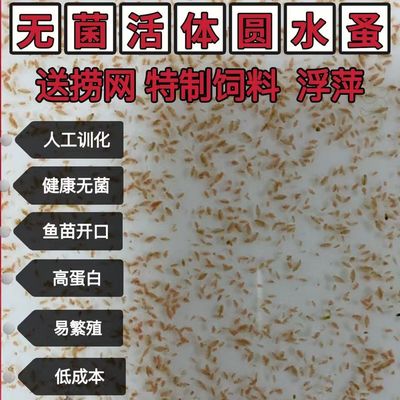 水蚤活体 蹦蹦虫淡水活鱼虫可繁殖 鱼苗幼鱼开口营养料包邮 教养