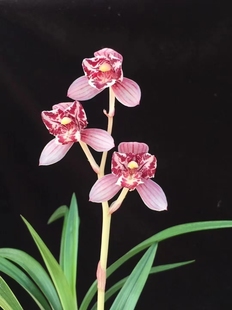 兰花建兰红玉三星蝶凤舞九天丹宫玉荷雪舞红尘红猫蕊蝶裸根发货