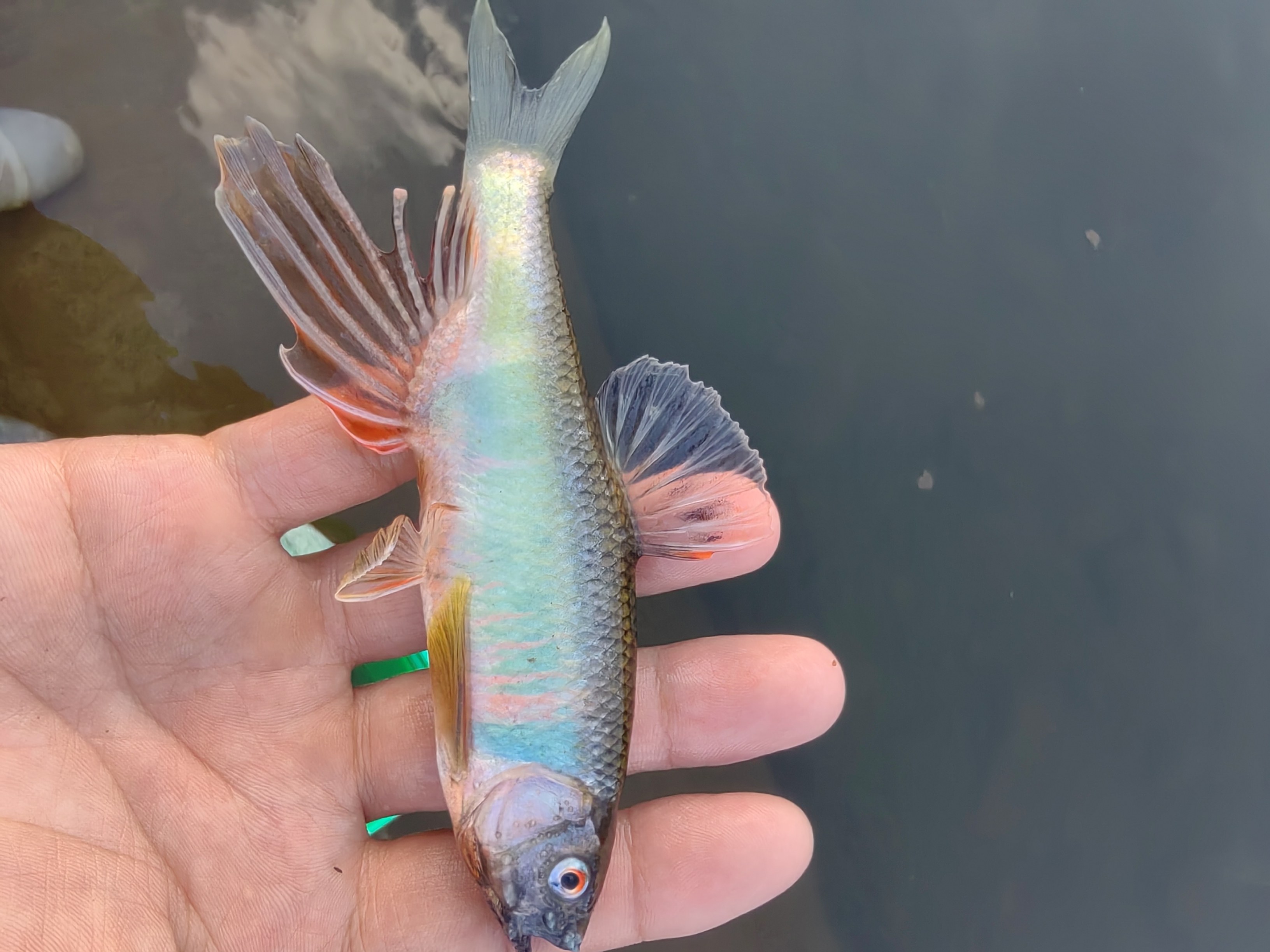 桃花鱼宽鳍鱲溪哥不加温原生冷水鱼马口淡水鱼长鳍鱲虾虎旁皮吸鳅