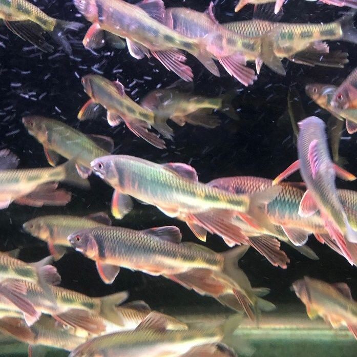黑头红腹宽鳍鱲原生桃花鱼图片