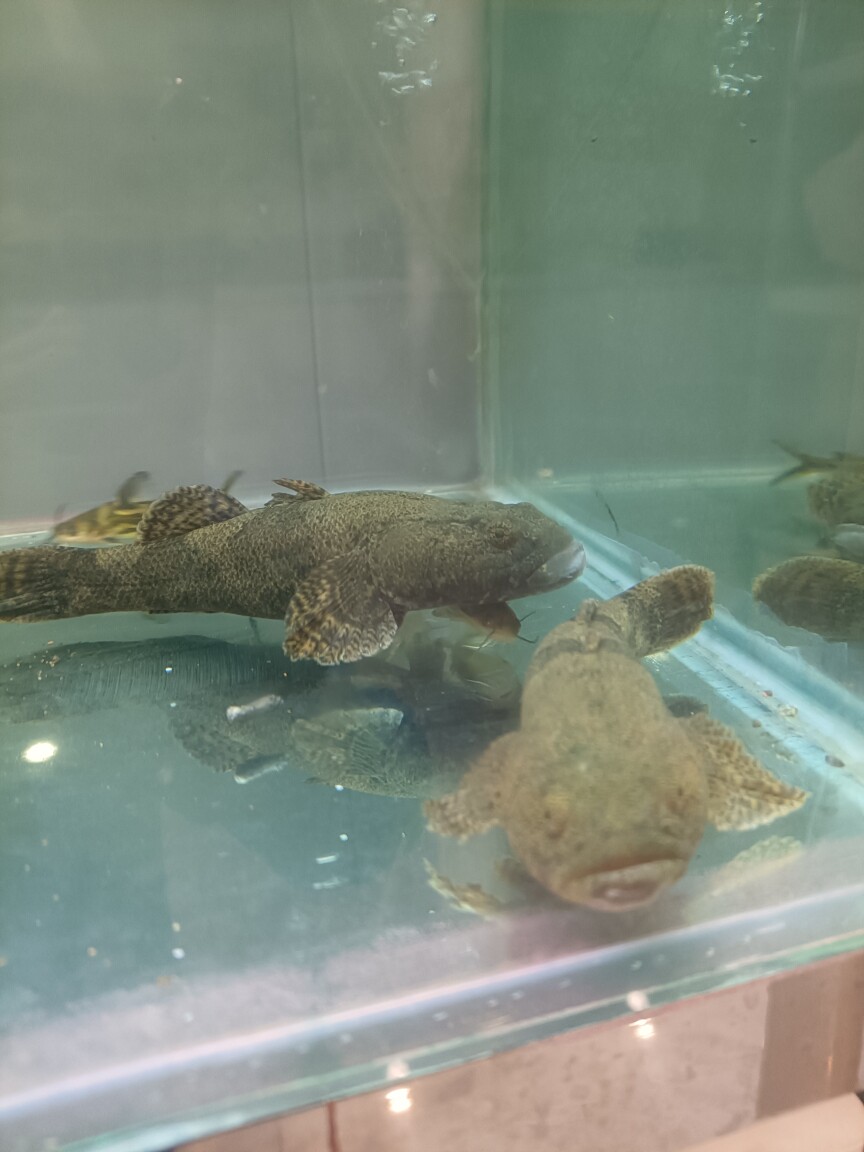沙塘鳢鱼笋壳鱼原生鱼冷水鱼观赏鱼凶猛肉食鱼底栖鱼图片