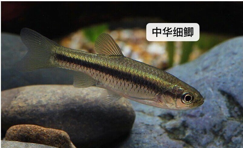 中华细鲫 原生细鲫 北方细鲫 原生鱼 冷水鱼#观赏鱼图片