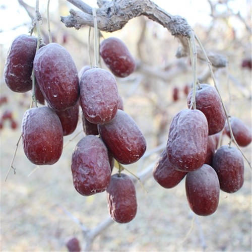 5斤若羌特等原生态农家未洗新枣