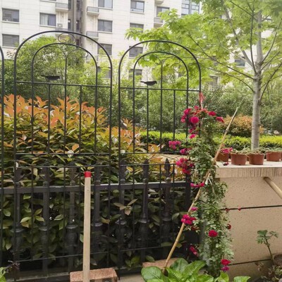 月季藤本植物栅栏花架爬藤架