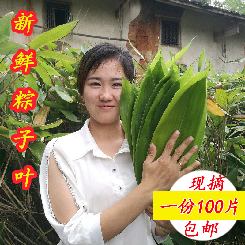 江西现摘新鲜粽叶野生箬竹叶粽子叶中号生粽叶免邮