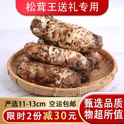 新鲜云南野生松茸菌500g云南香格里拉土特产蘑菇不开伞火锅食材