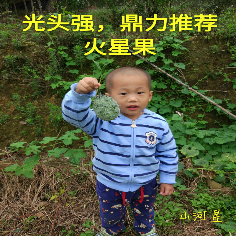 火生火参果新鲜生态水果 土货火星稀有爆炸果非洲刺角瓜奇瓦诺3个