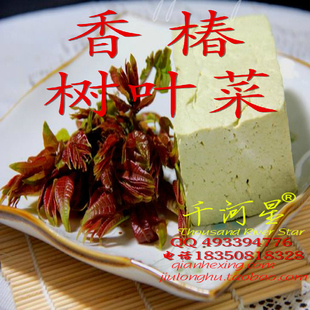 树叶菜食用 红油 红芽香椿苗香樁树苗 野菜苗 福建三明清流摇钱树