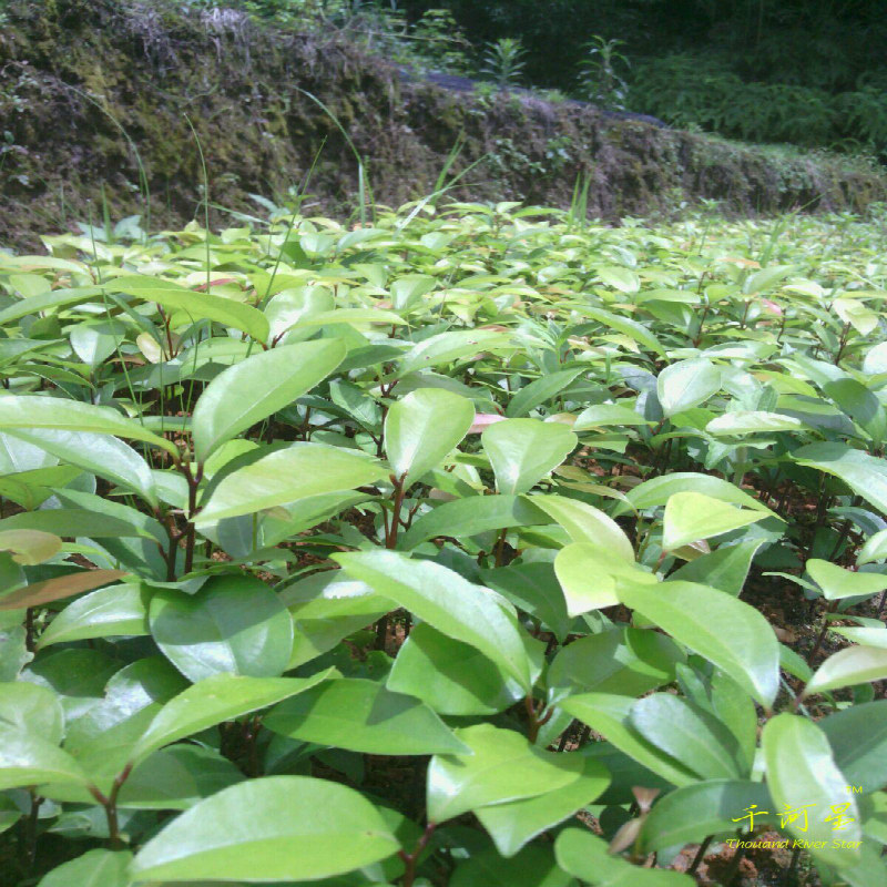 龙脑樟芳香樟苗 小叶樟树苗 造林绿化苗木自然香叶树福建三明清流