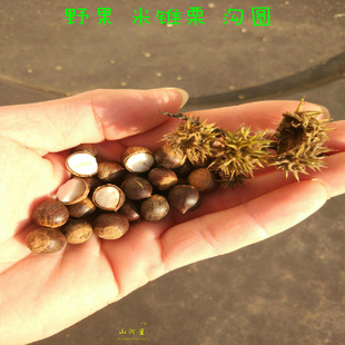 山河星 新鲜圆椎栗椎栗毛栗子米椎勾圆子刺椎粟圆珠小锥栗沟圆2斤