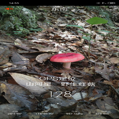 山河星三明清流纯野生孕妇红菇