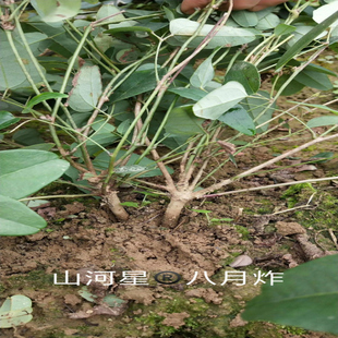 野果水果紫宝三叶木通果八月瓜苗种子楂八月炸树苗瓜预知子野香蕉