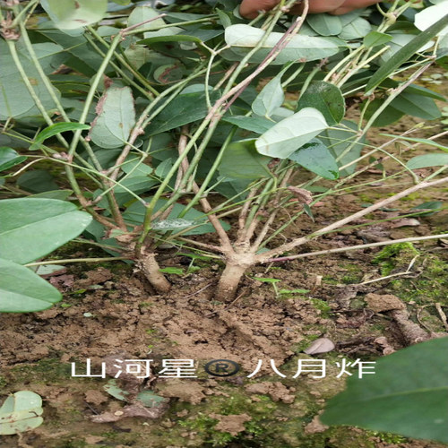福建野果水果紫宝三叶木通果八月瓜苗种子八月炸树苗预知子野香蕉